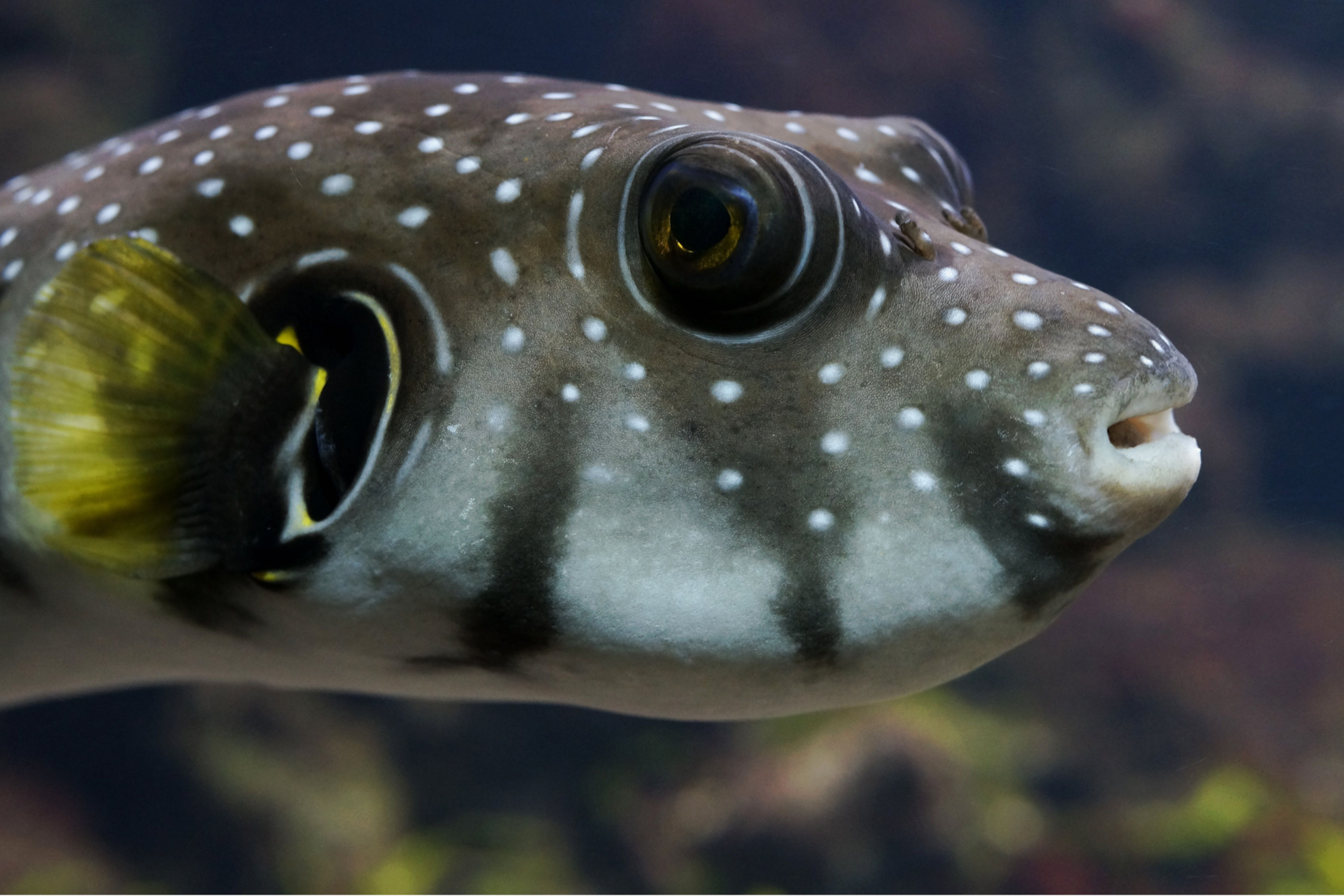 Pufferfish in the ocean