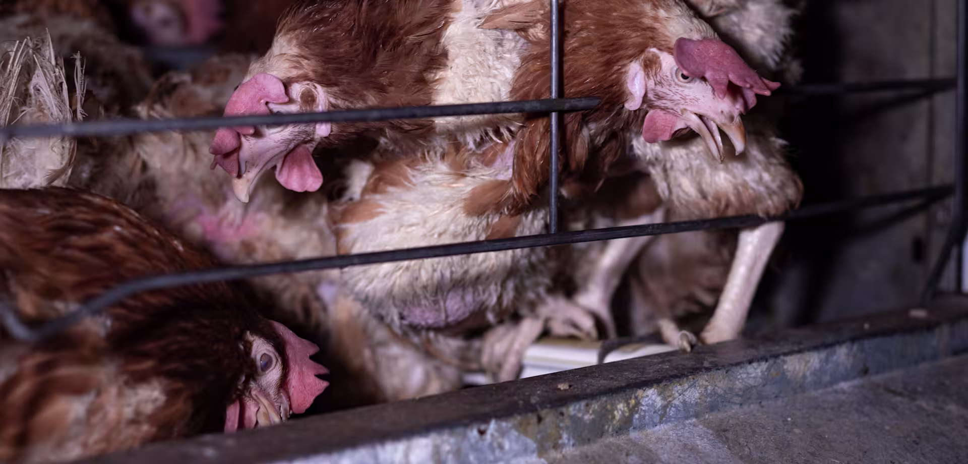 caged-hens