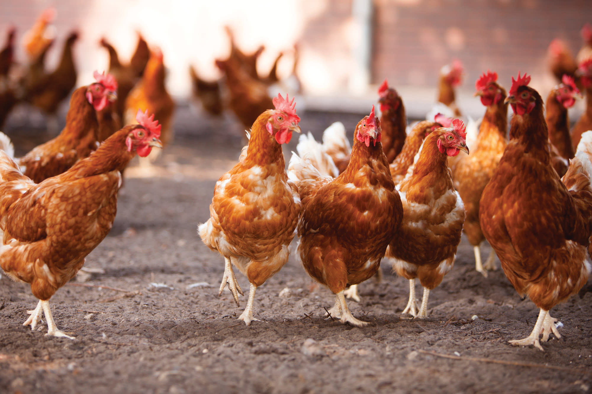 group of brown hens outside