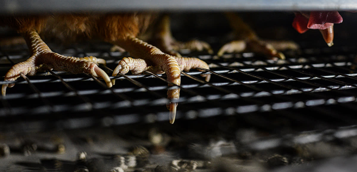 chickens' feet in a wire battery cage.