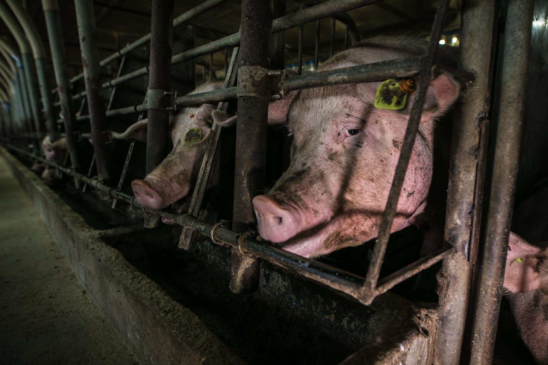 Factory Farming: What It Is and Why It's a Problem