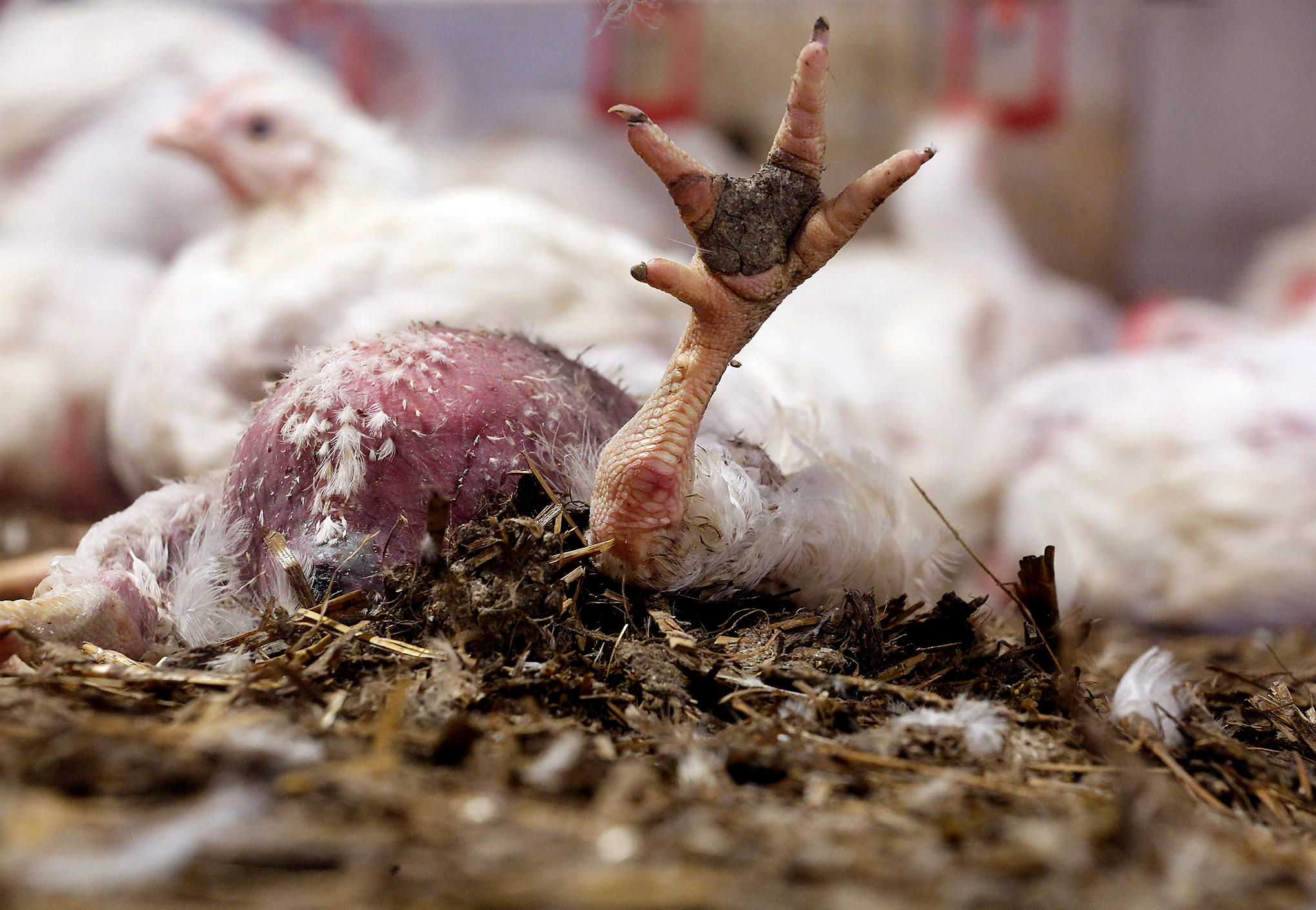 broiler-chicken-shed-flip-over-foot-ammonia-burn-animal-welfare-AS-opencages