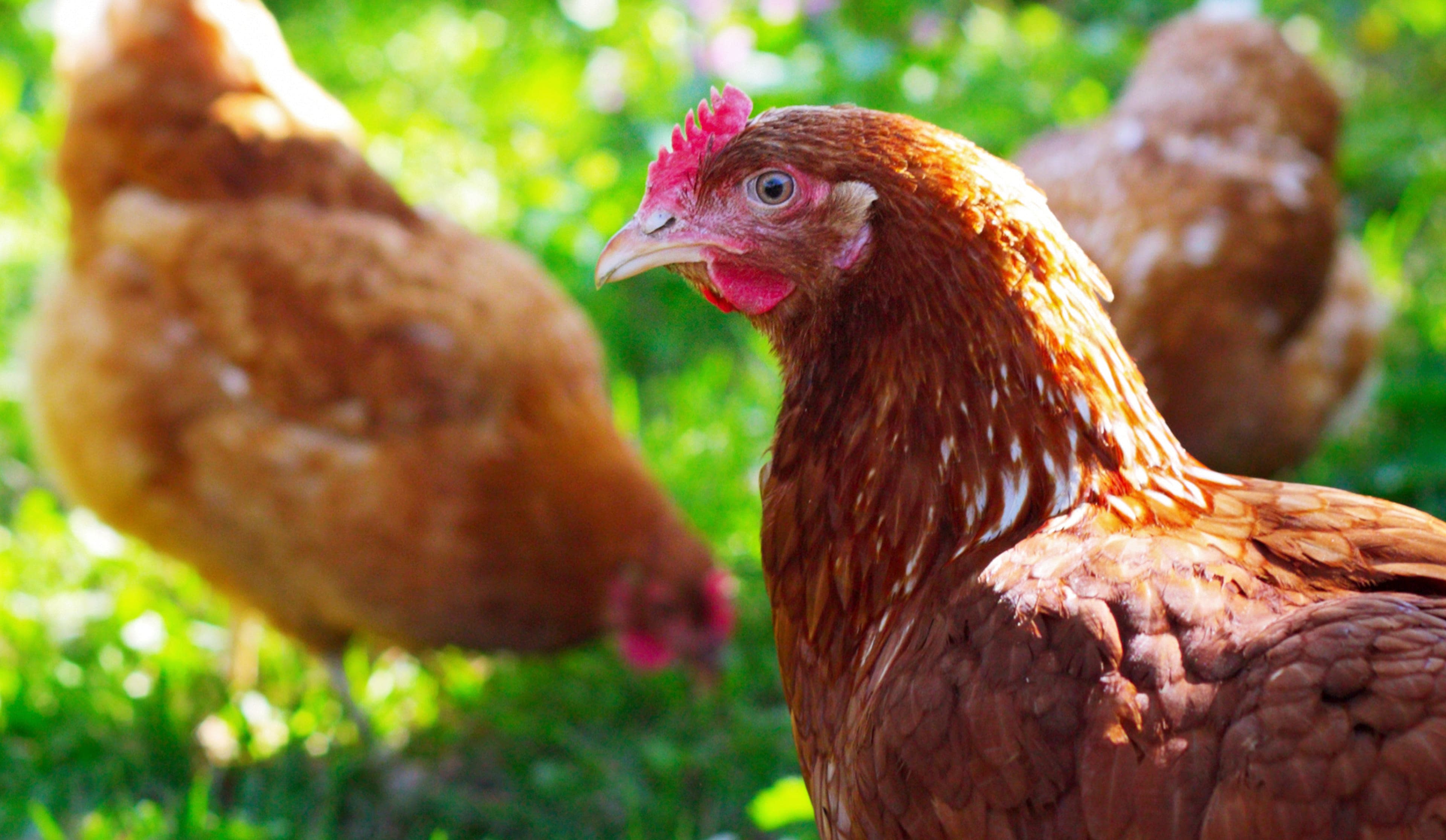 group-brown-chickens-sunshine-greenery-focus-single-foreground