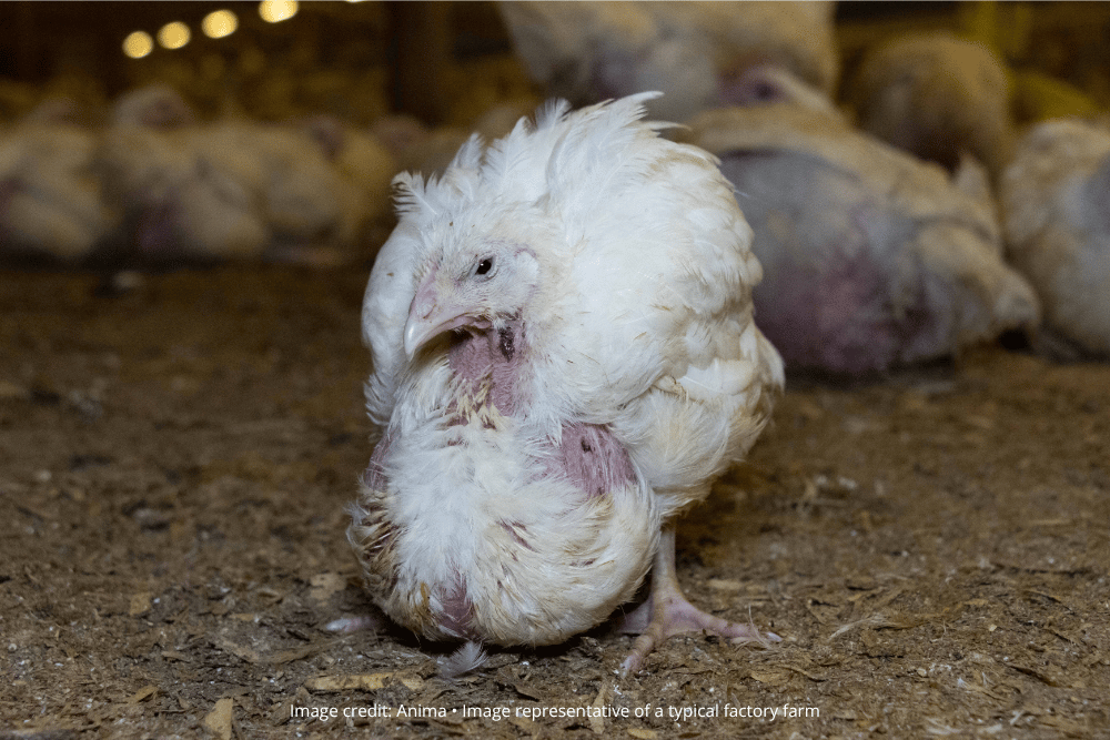 A chicken stands inside a UK factory farm.