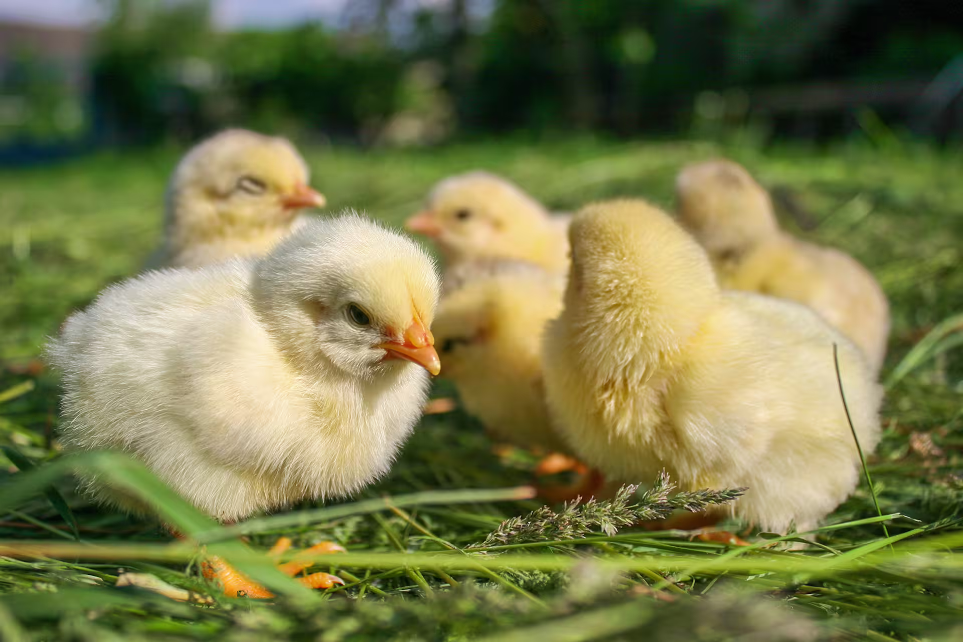 happy-chicks-outside-grass