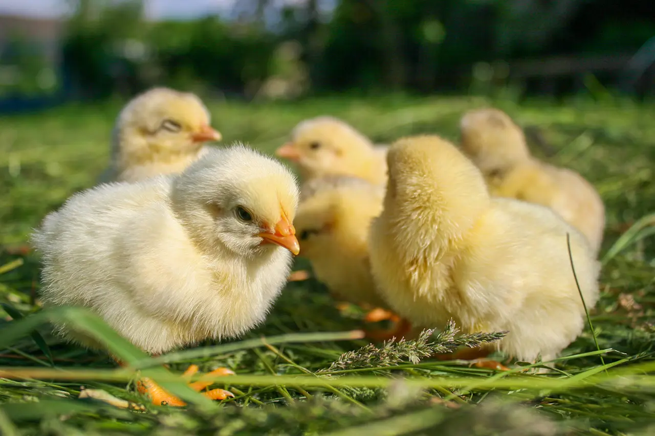 happy-chicks-outside-grass