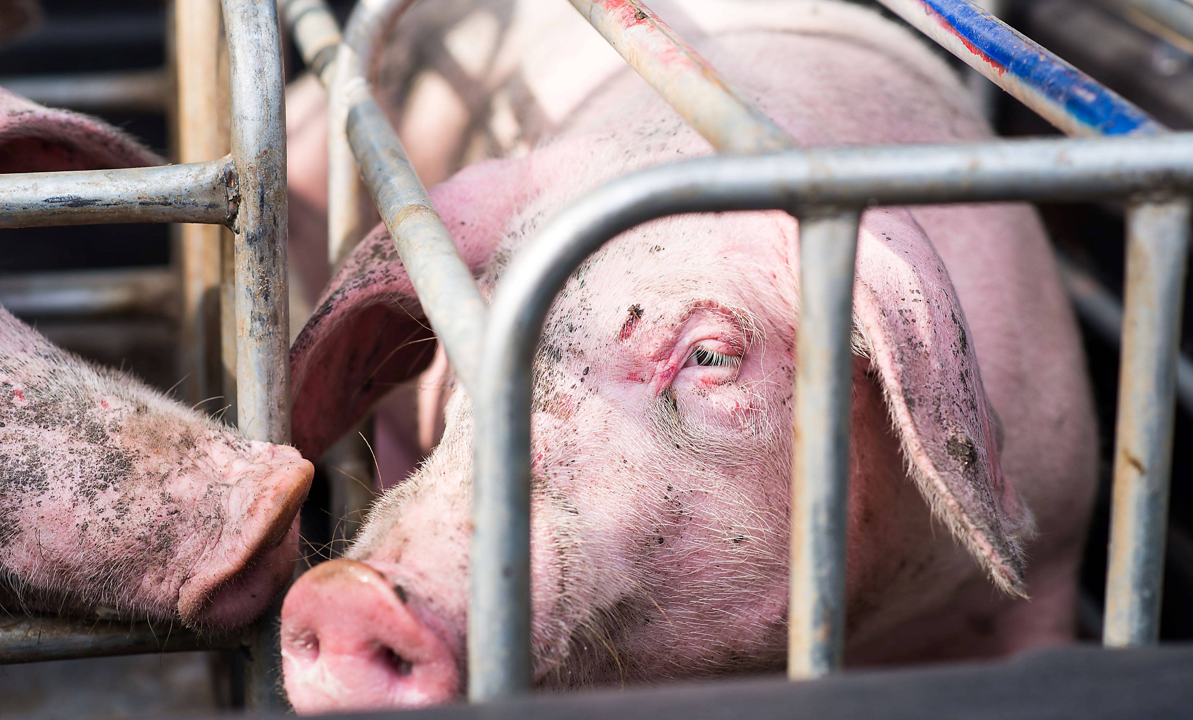 How Are Factory Farms Cruel to Animals?