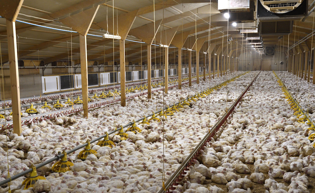 Factory-Farmed Chickens: The Cruelty of Chicken Farms Factory-Farmed Chickens: The Cruelty of Chicken Farms
