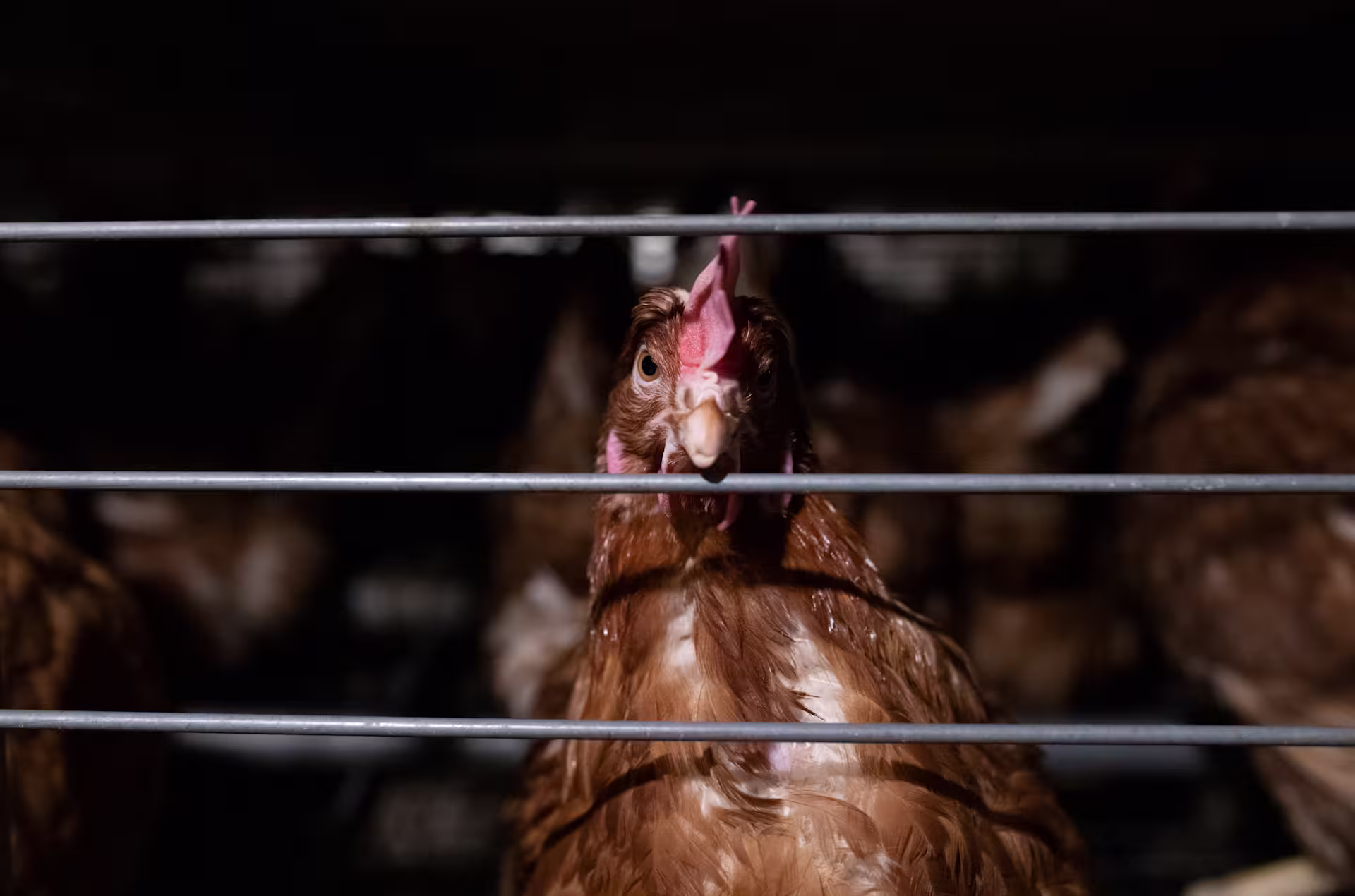 Hen behind bars