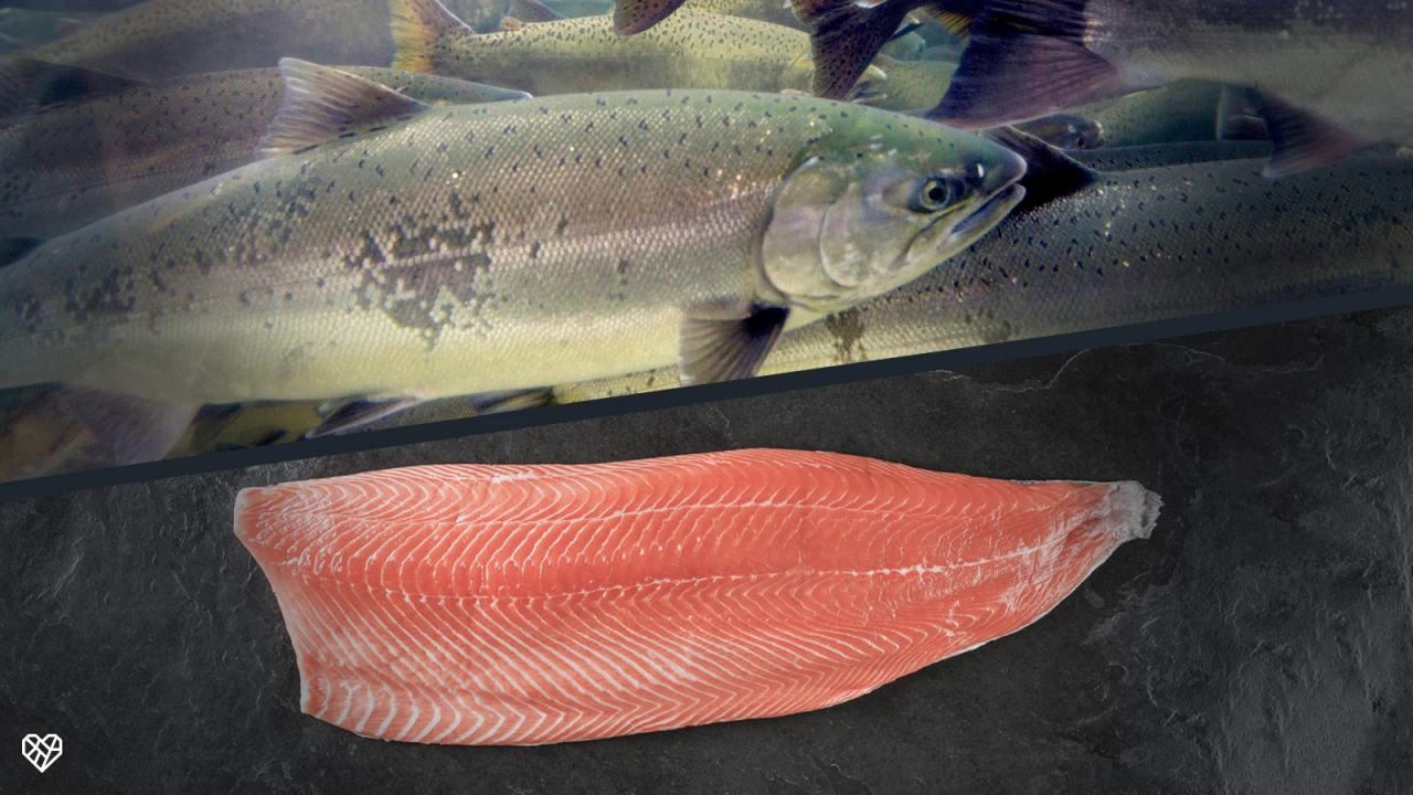 Why is salmon pink, is it natural? Sign the petition to help.