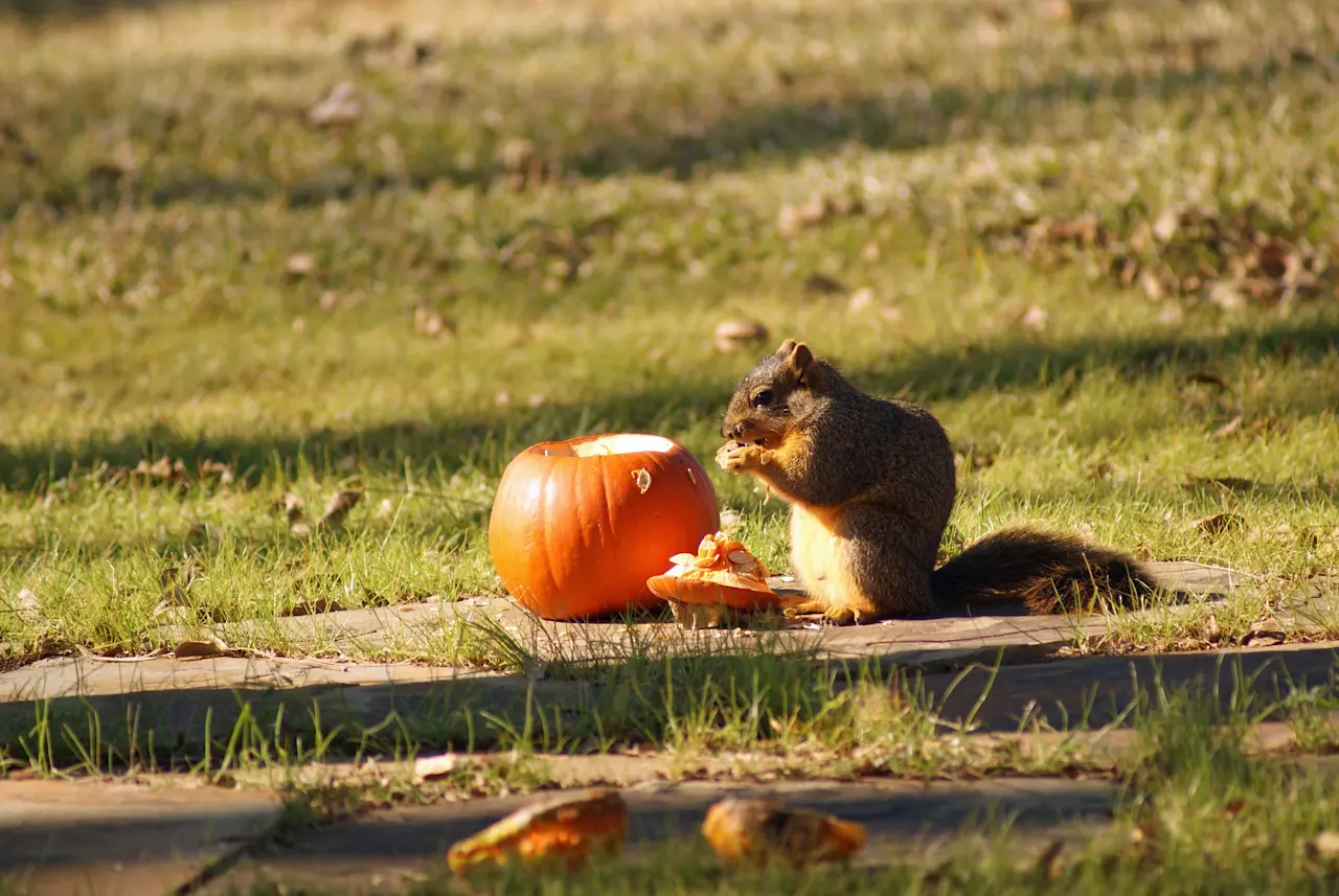 squirrel-eating-pumpkin