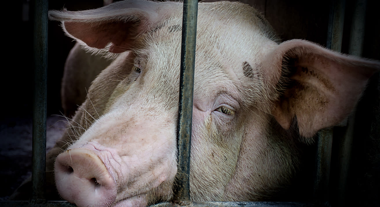 sad-pig-behind-bars-shutterstock_1023761776