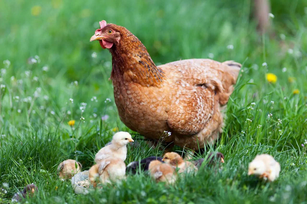 a mother hen with baby chicks