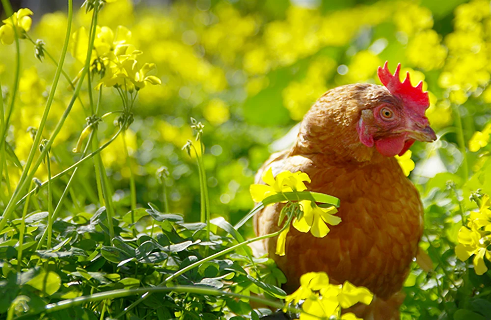 rescued-laying-hen-outside-in-grass-bobby-bob-bob