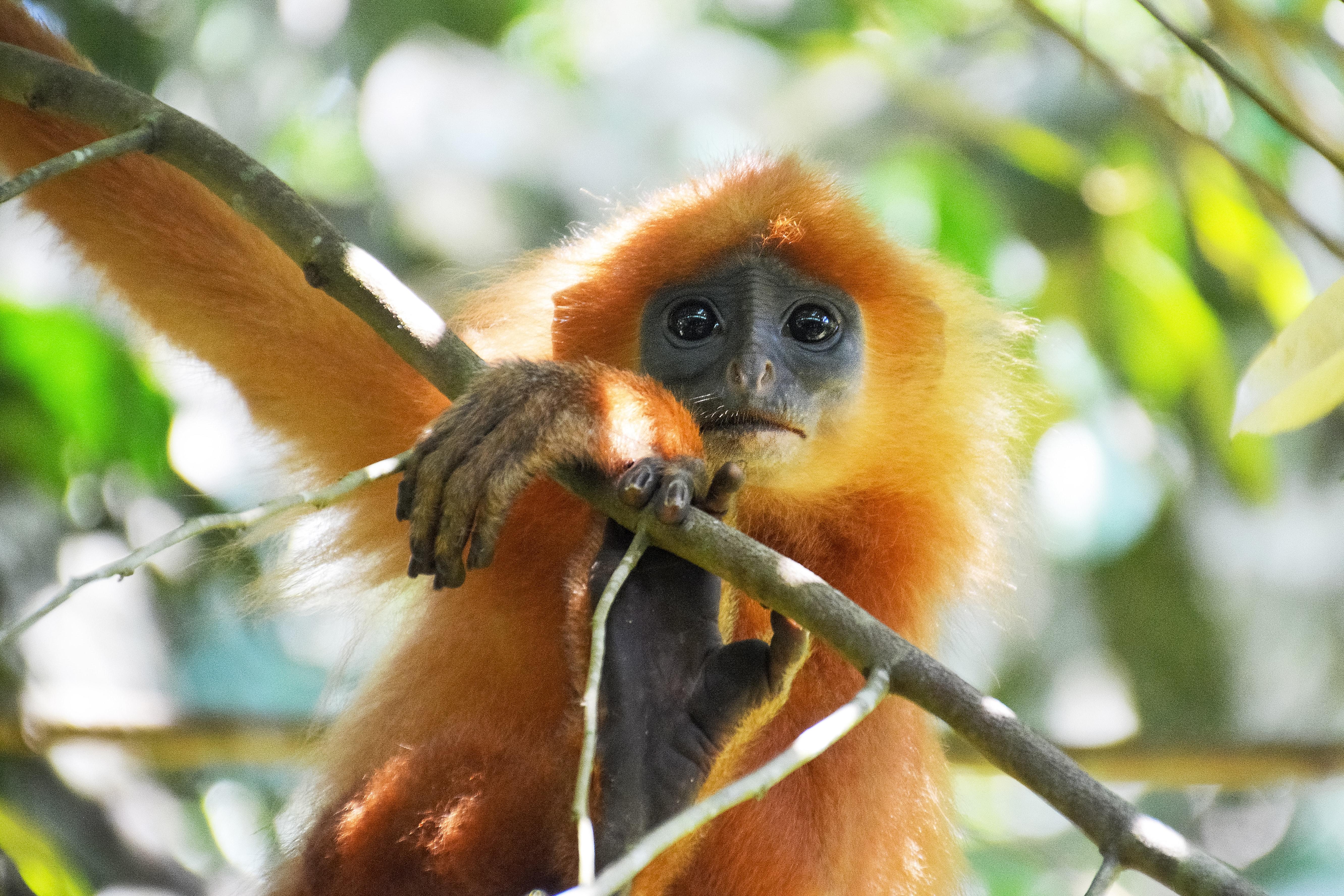 Monkey in the rainforest