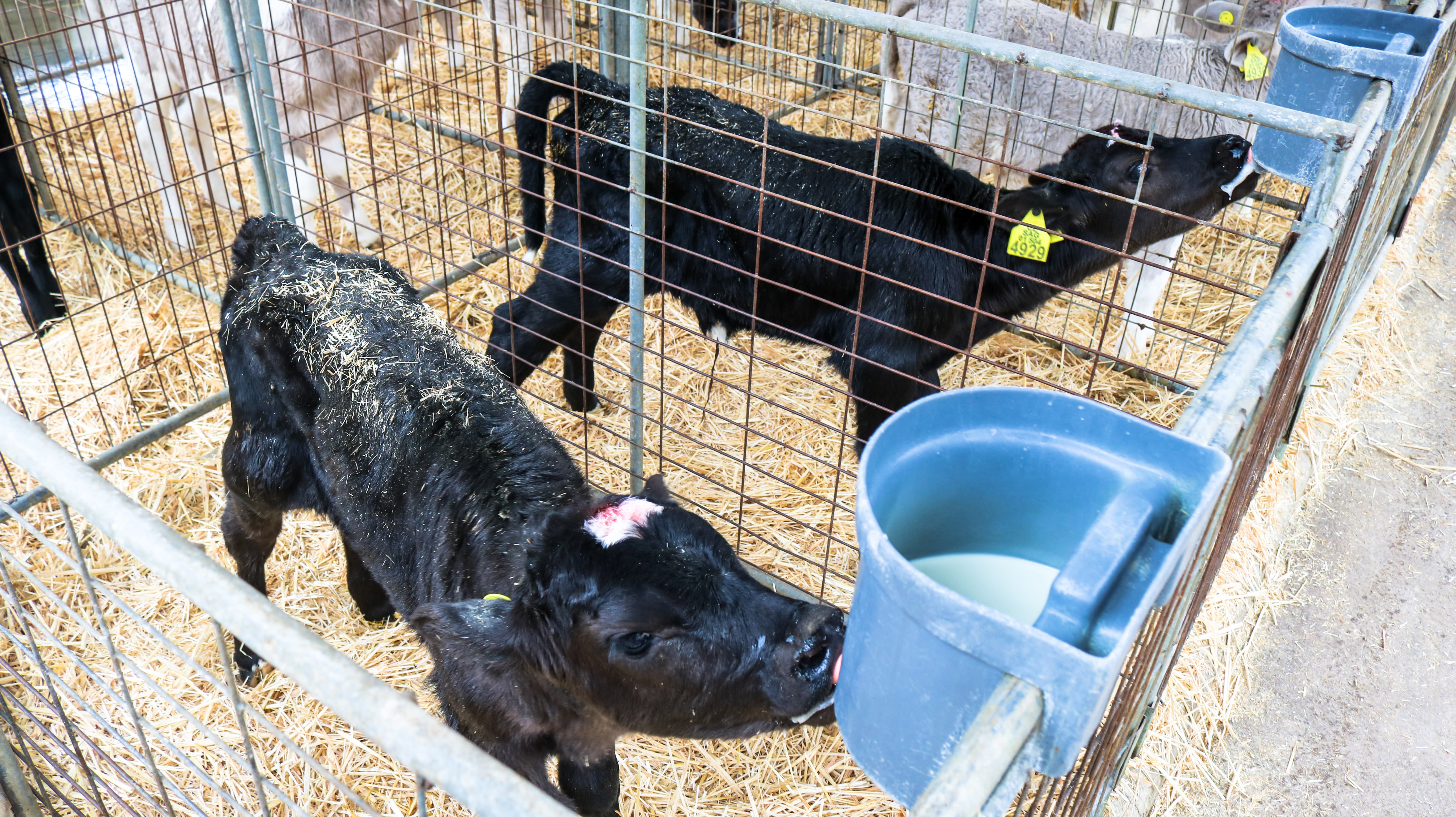 Baby calves drinking from buckets in cages