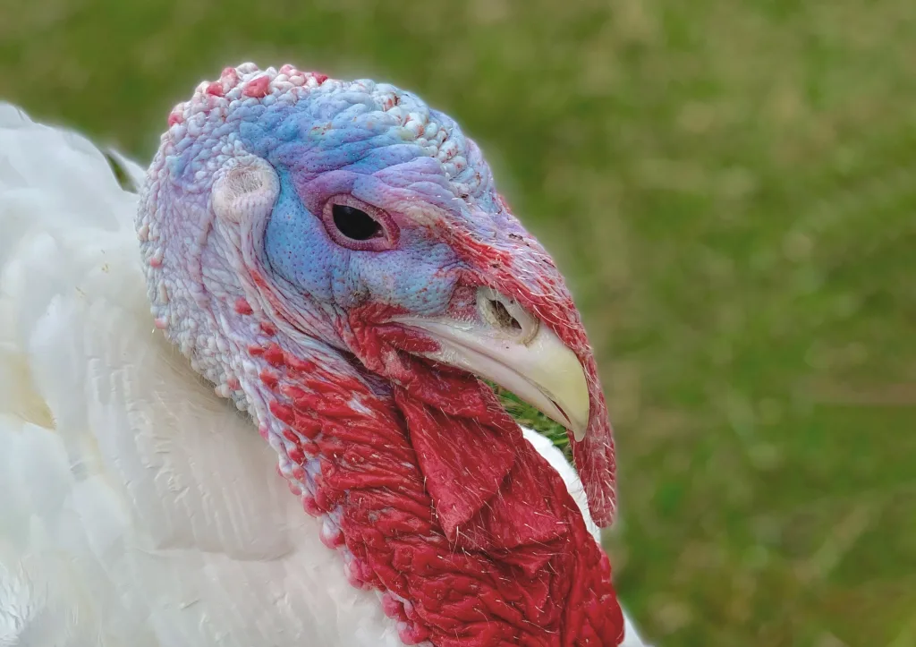 These Facts May Just Change The Way You Think About Turkeys. Click To 