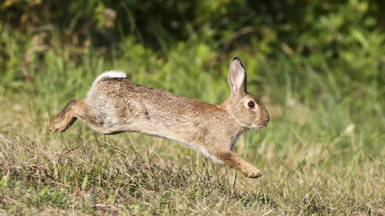 The Dark Reality of Wildlife Killing Contests