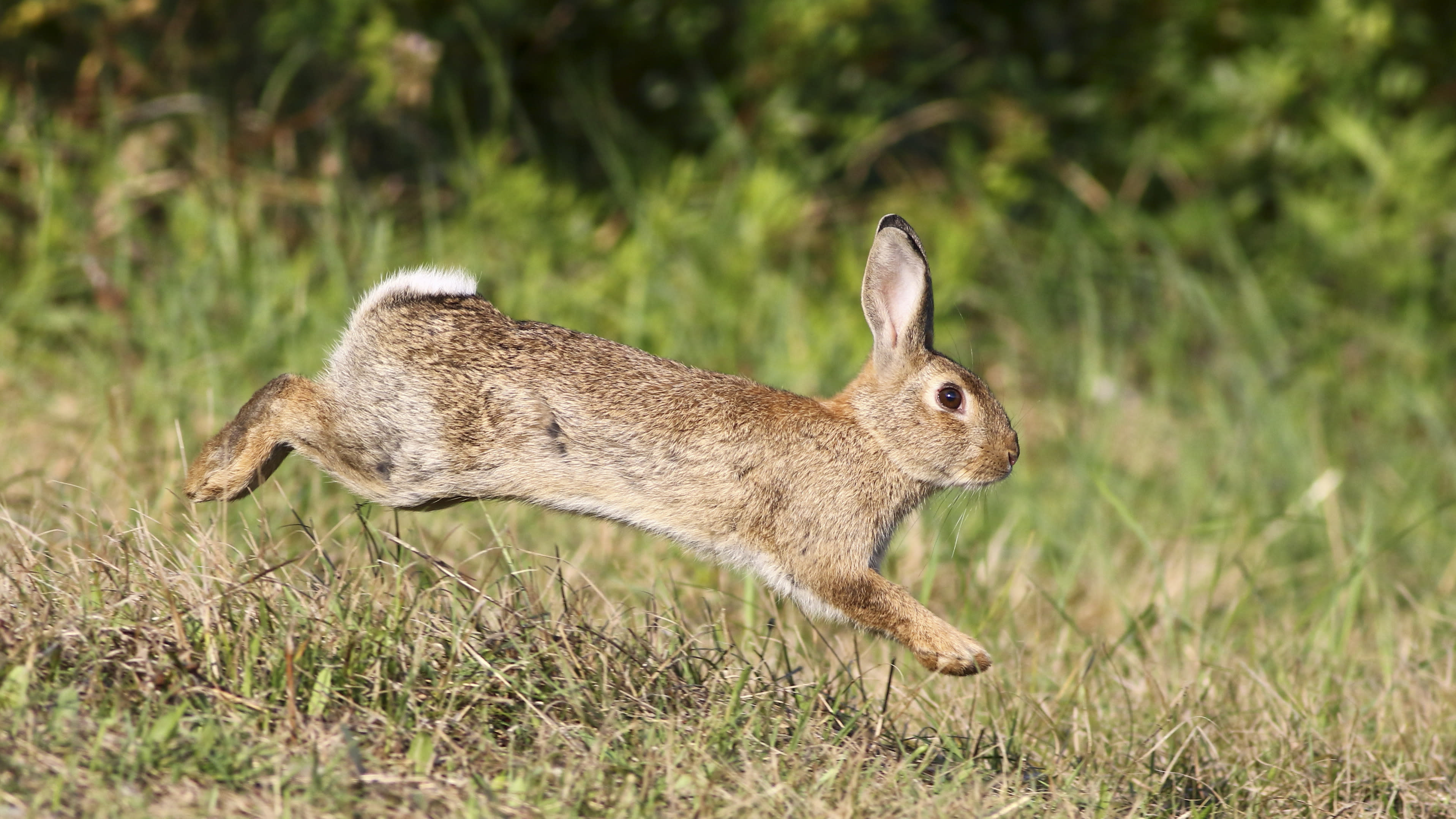 The dark reality of wildlife header