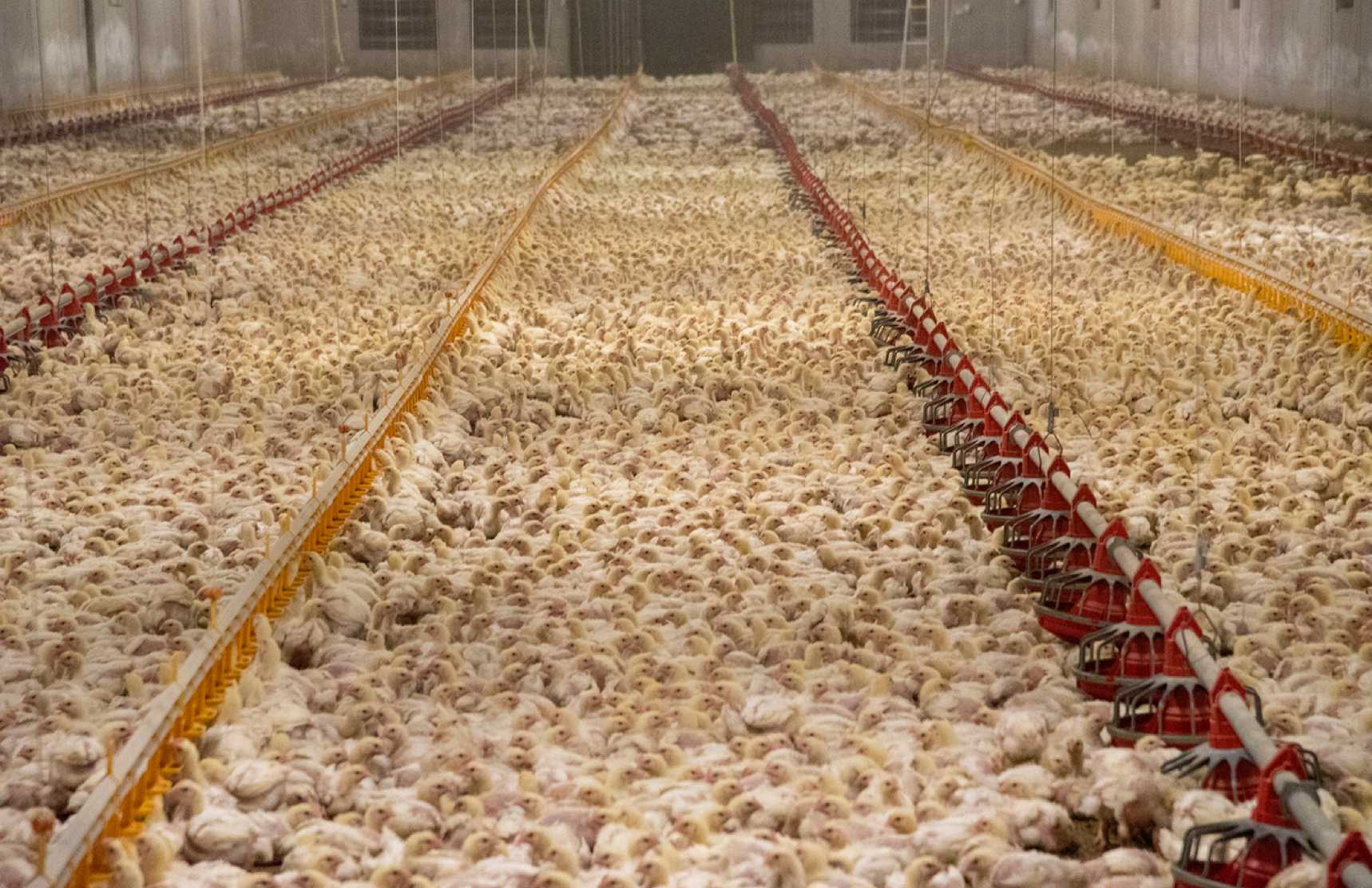 European Farmers Raise Millions Of Chickens In Free Range Farms This Way - Chicken  Farming 