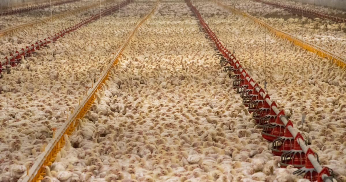 What Really Happens on a Chicken Farm?