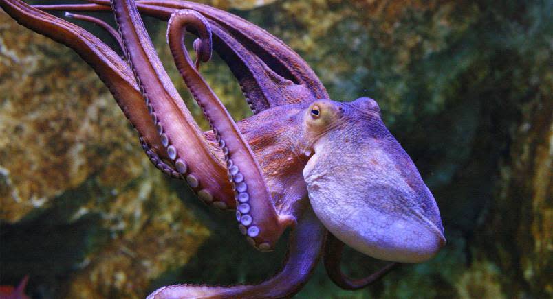 Pink and purple octopus under water