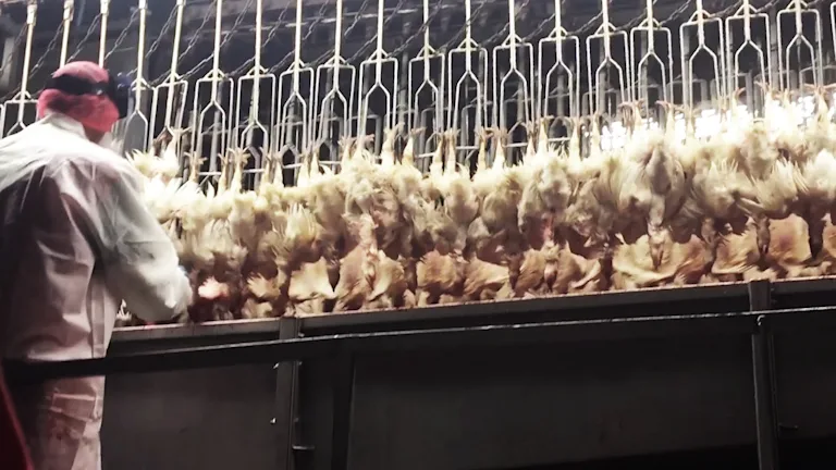D. Slaughter Increased slaughter line speeds are dangerous for animals and workers