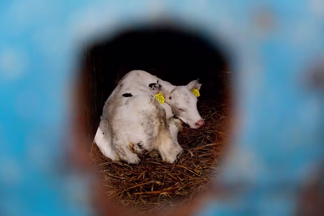 A baby cow looks out from a small confinement area. 