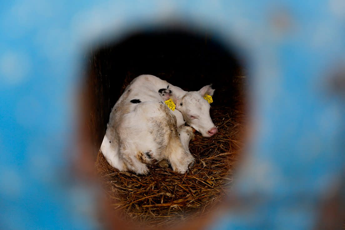 A baby cow looks out from a small confinement area. 