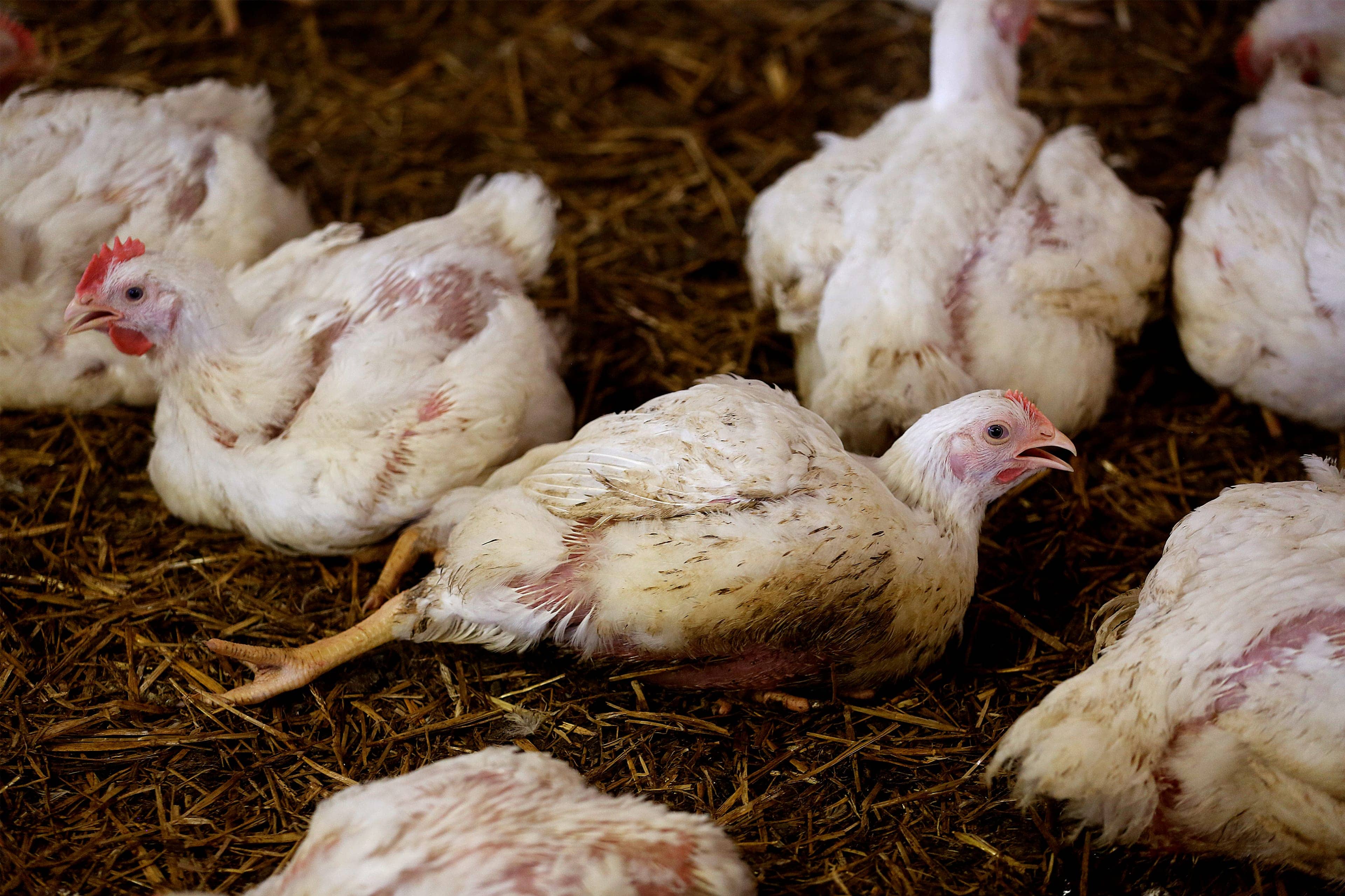 Shocking investigation into one of the UK's biggest chicken producers