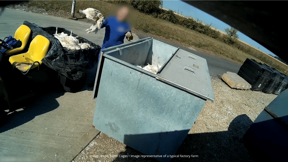 A farm worker throws dead chickens into a bin
