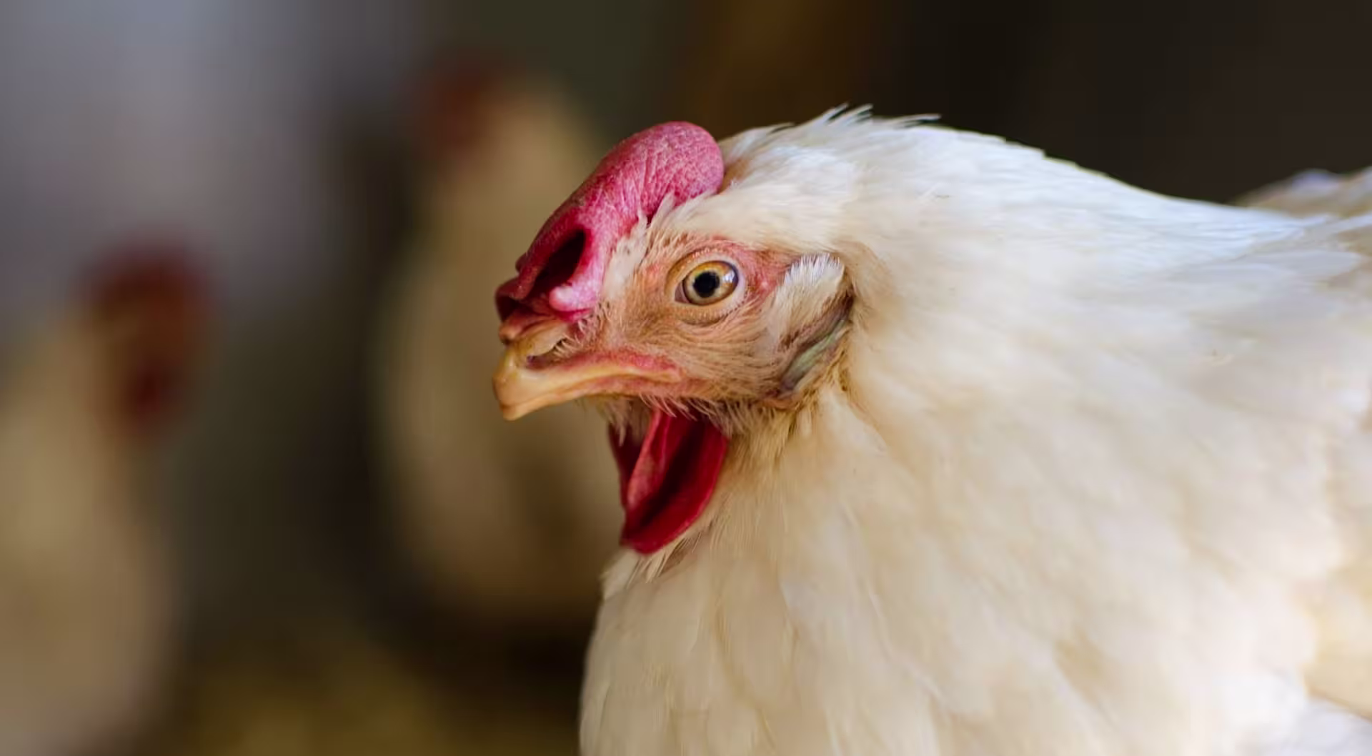 Broiler chicken side on