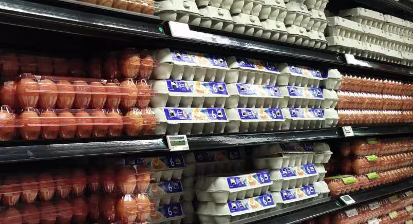 Row of eggs in grocery store