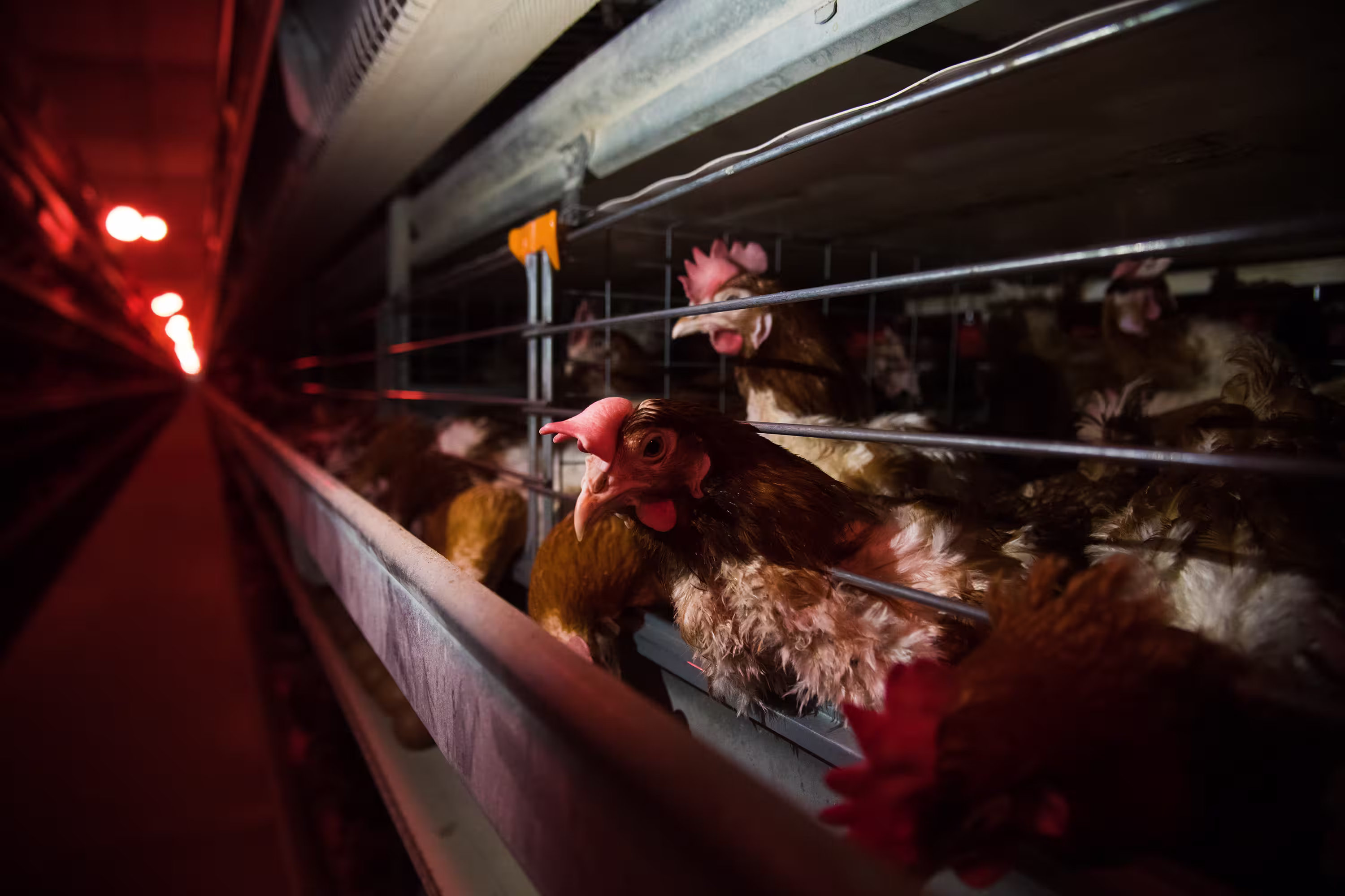 Rite Aid Victory Hero