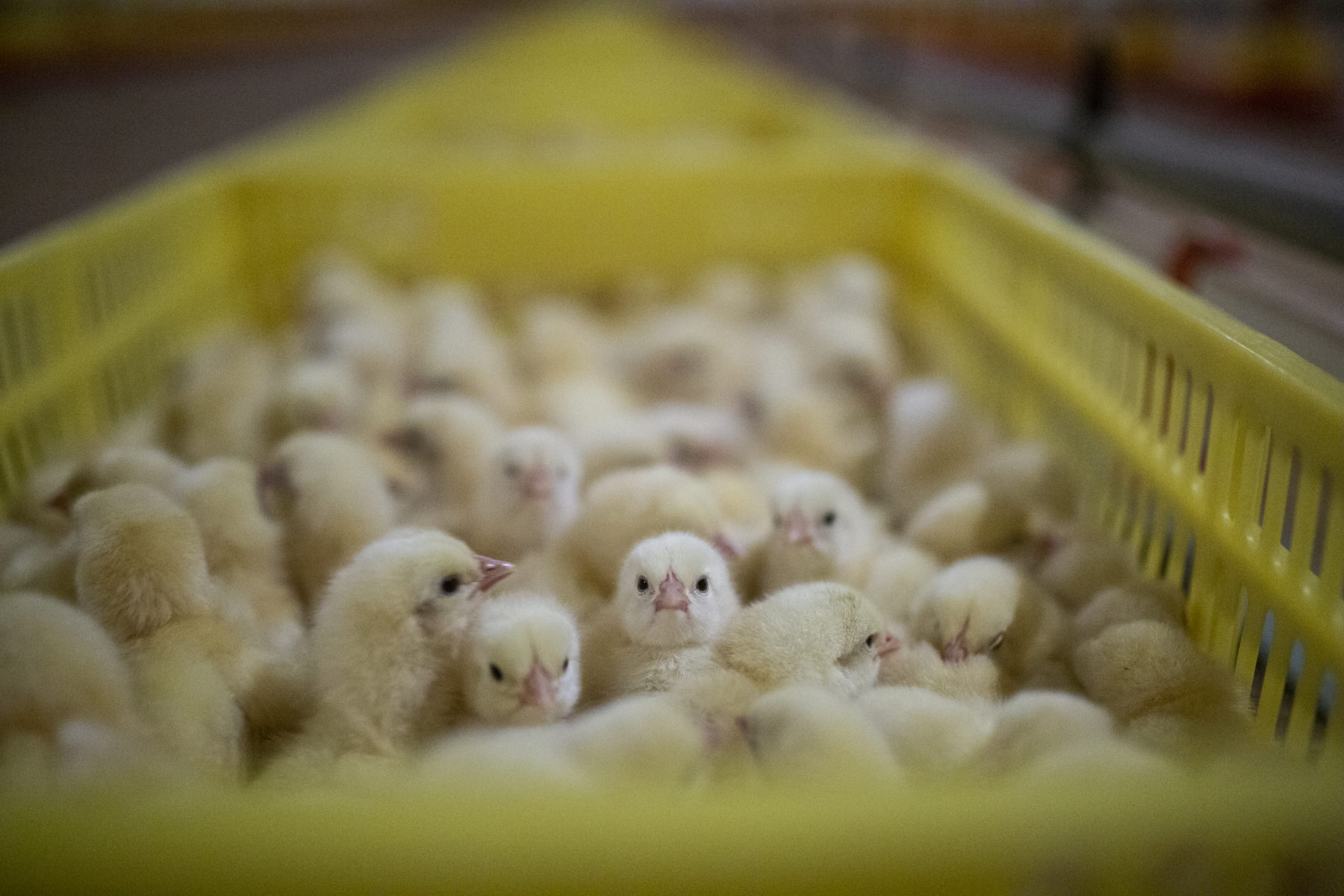 What Happens To Male Chicks In The Egg Industry