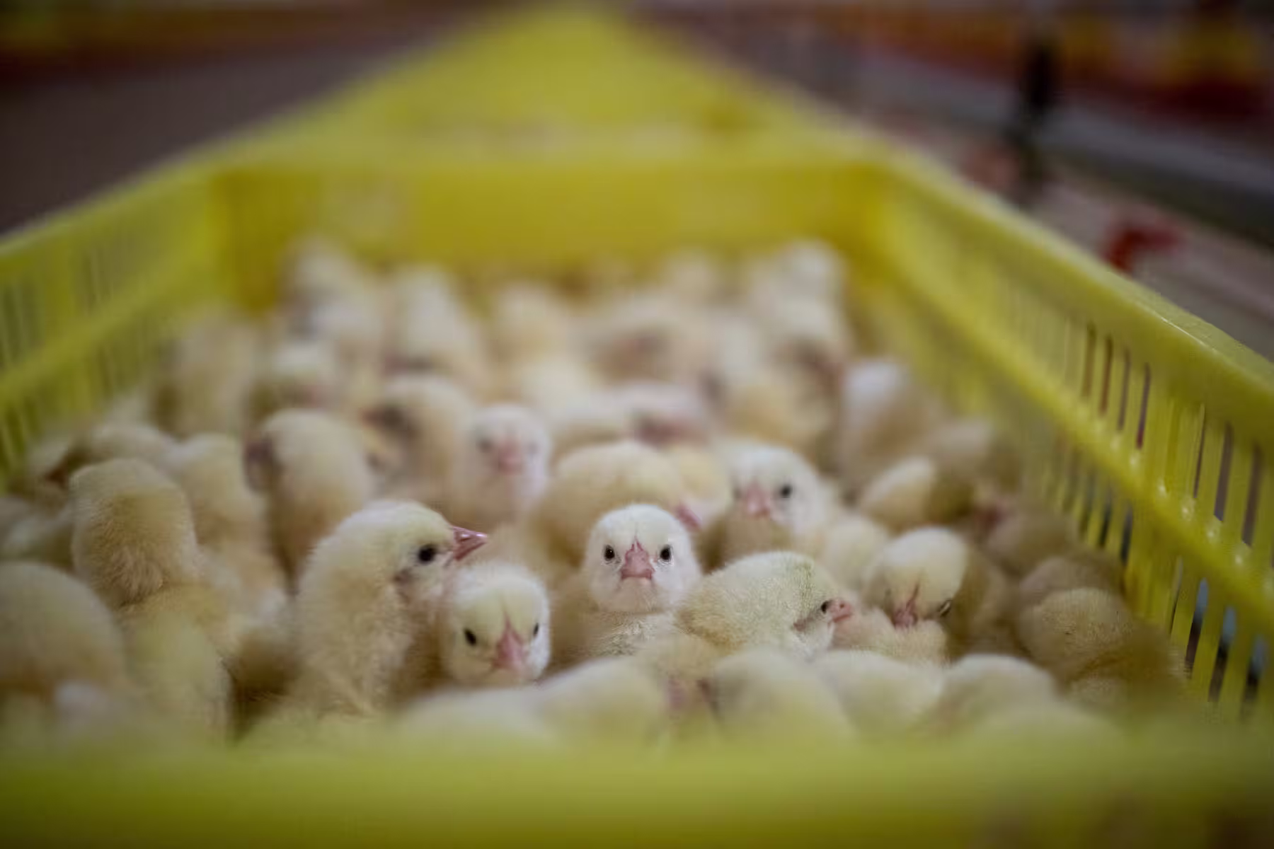 Skowron first day of life