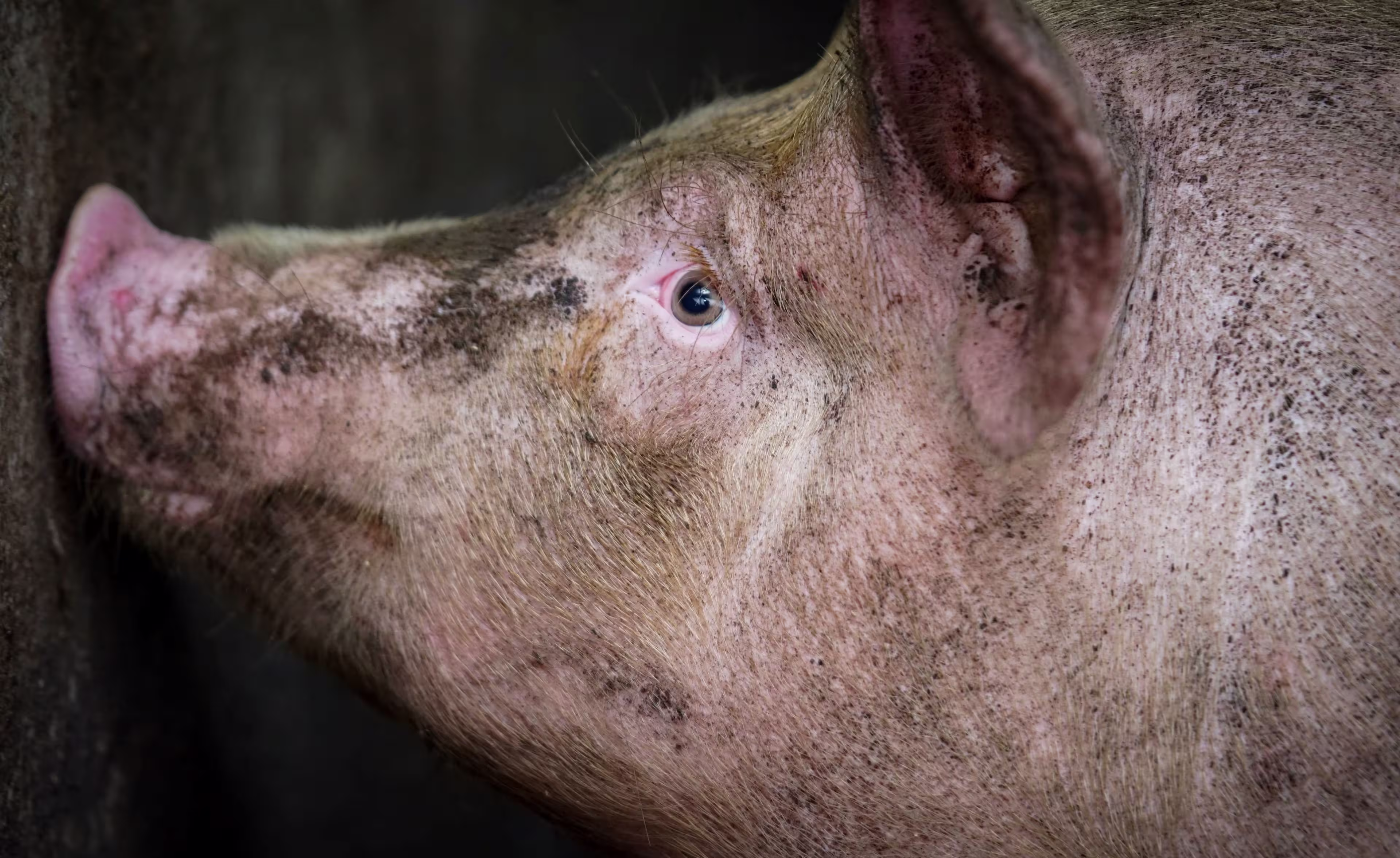 Dirty, sad pig with nose up against concrete wall