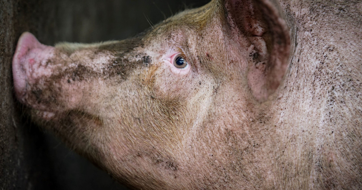 Animal Rights: Definition, Issues, and Examples