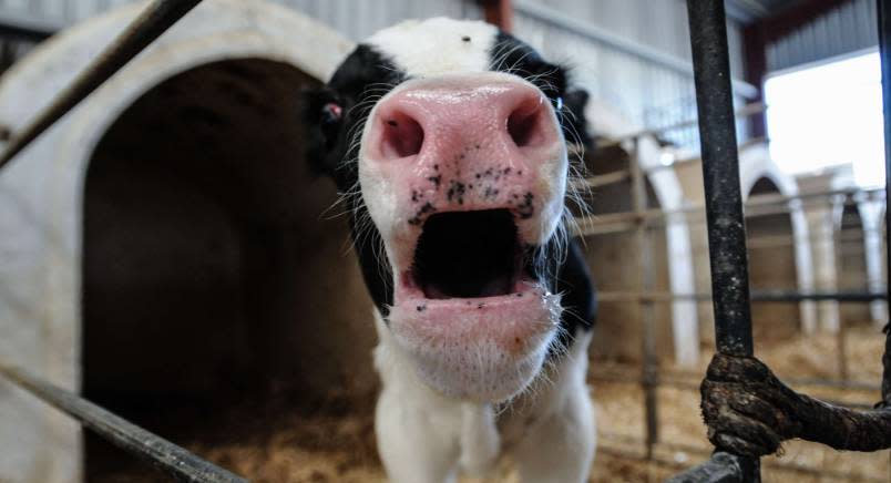 VEAL CALF IN PEN