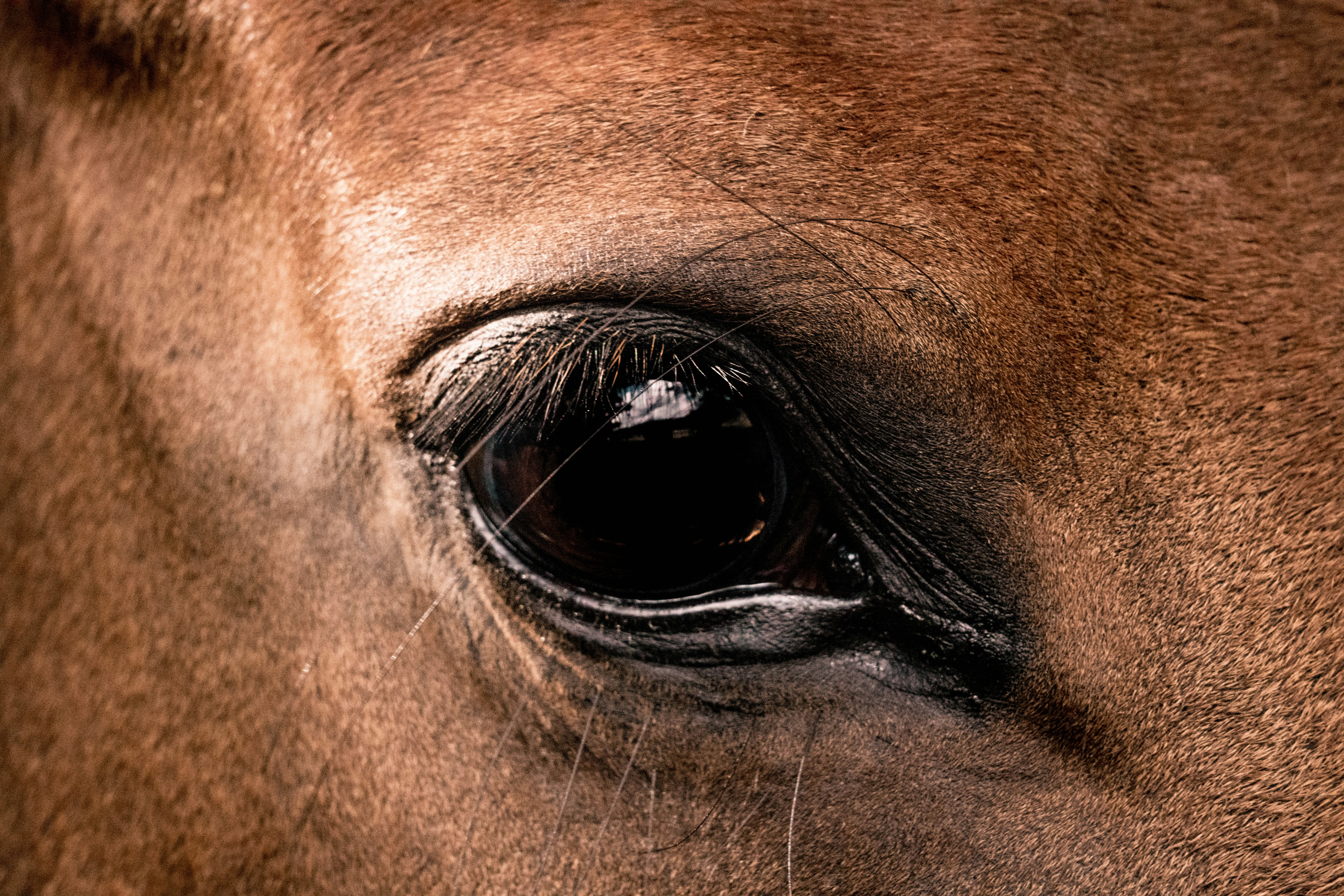 Arresting close-up of a brown horse's right eye
