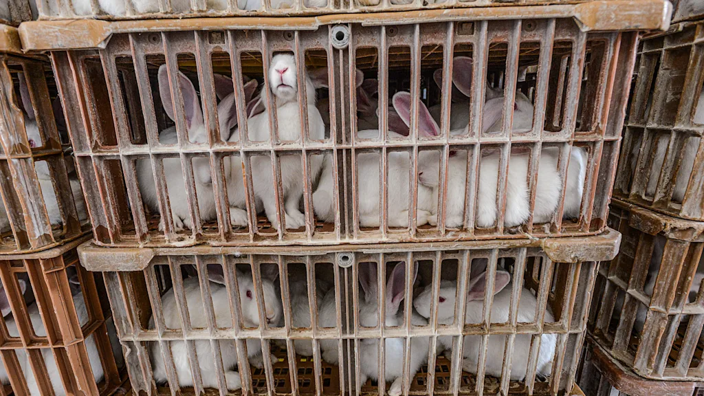 Eight Things You Should Know About Your Easter Bunny’s Real Life Cousin