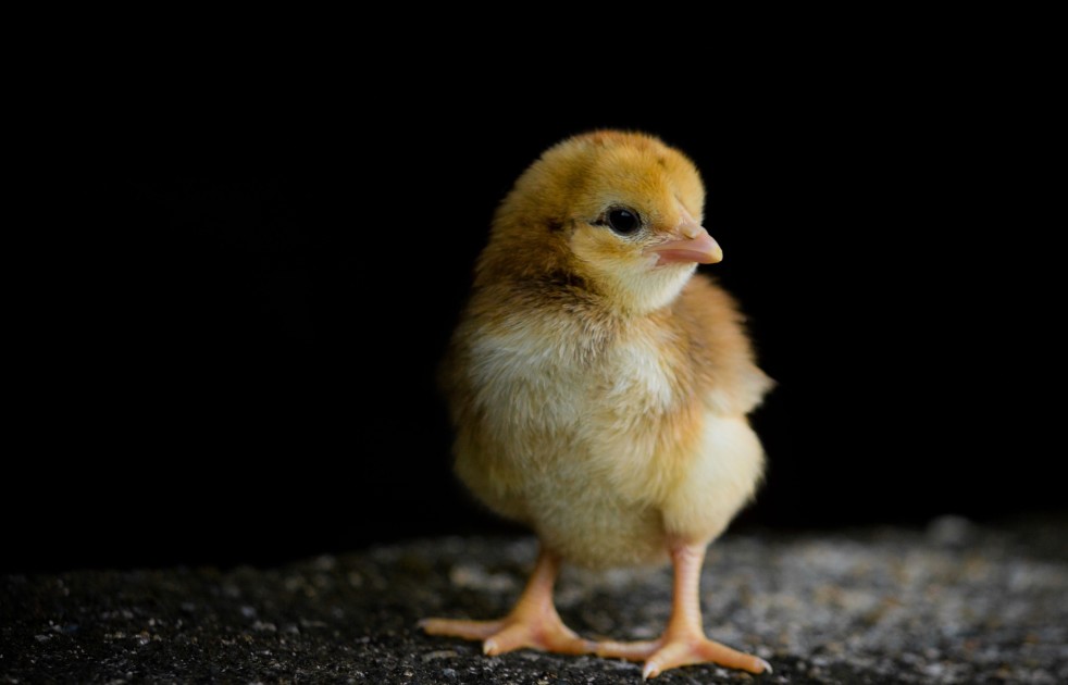 images of chicken baby