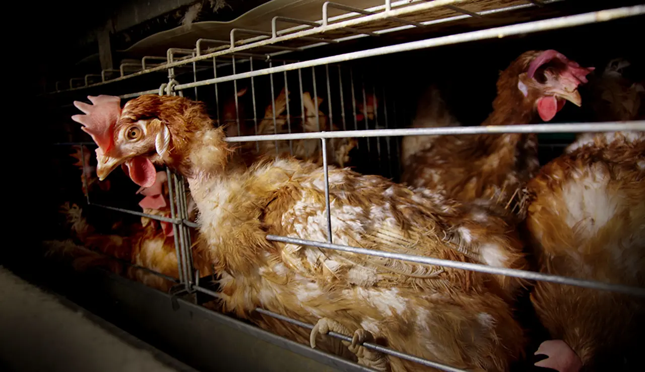 Dollar General reverses course on cage-free eggs