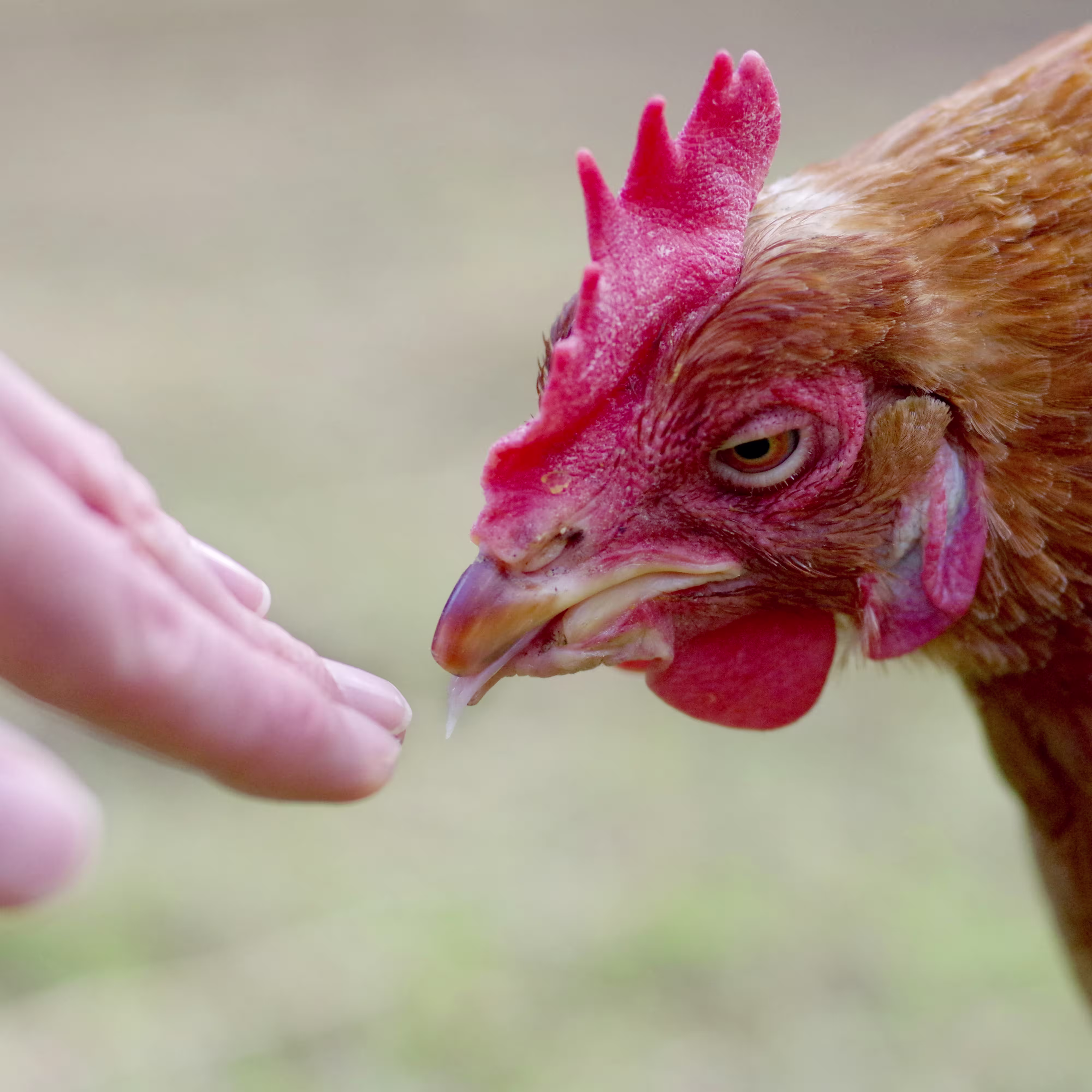Bobby Bob Bob outside with human hand