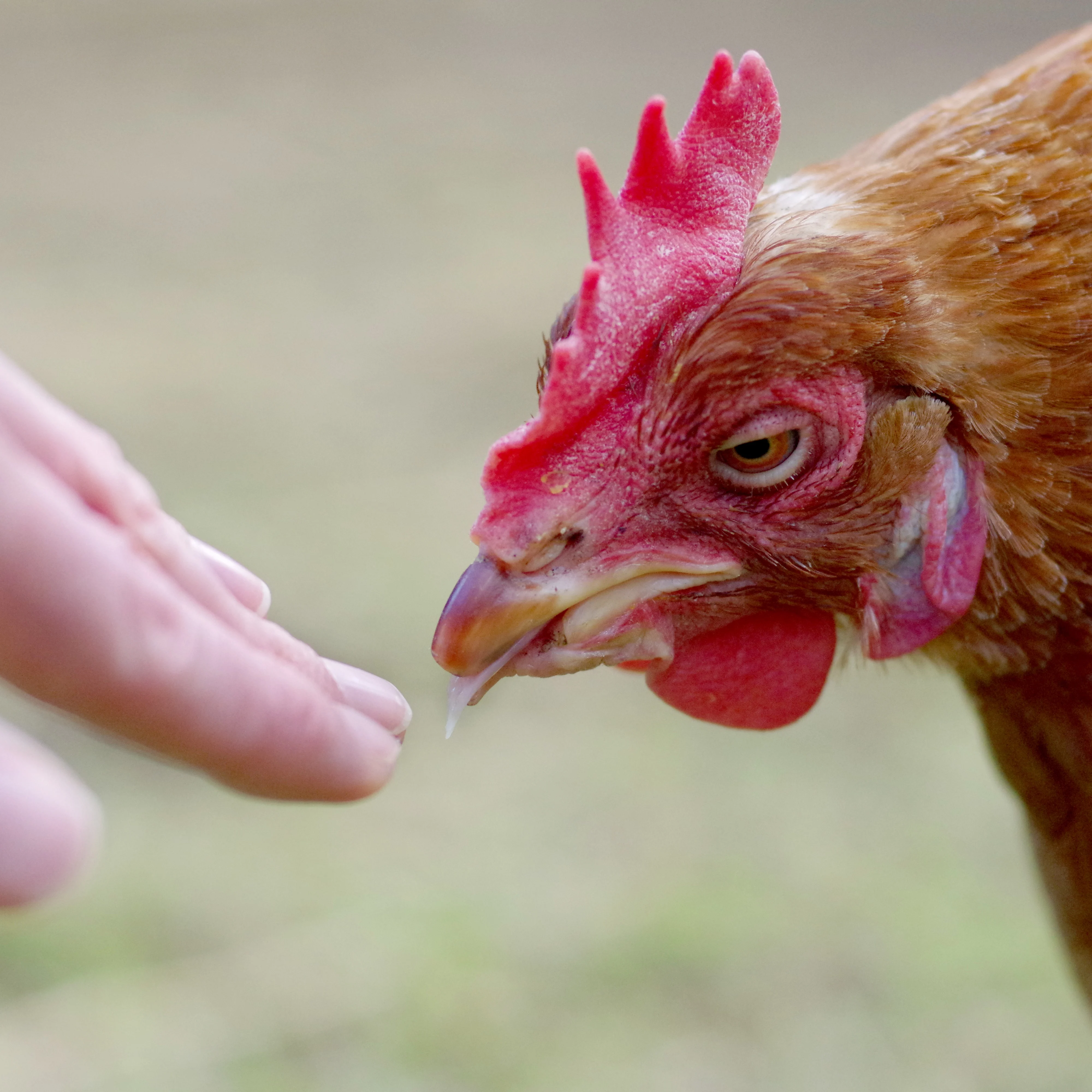 The Life of an Egg-Laying Hen | The Humane League