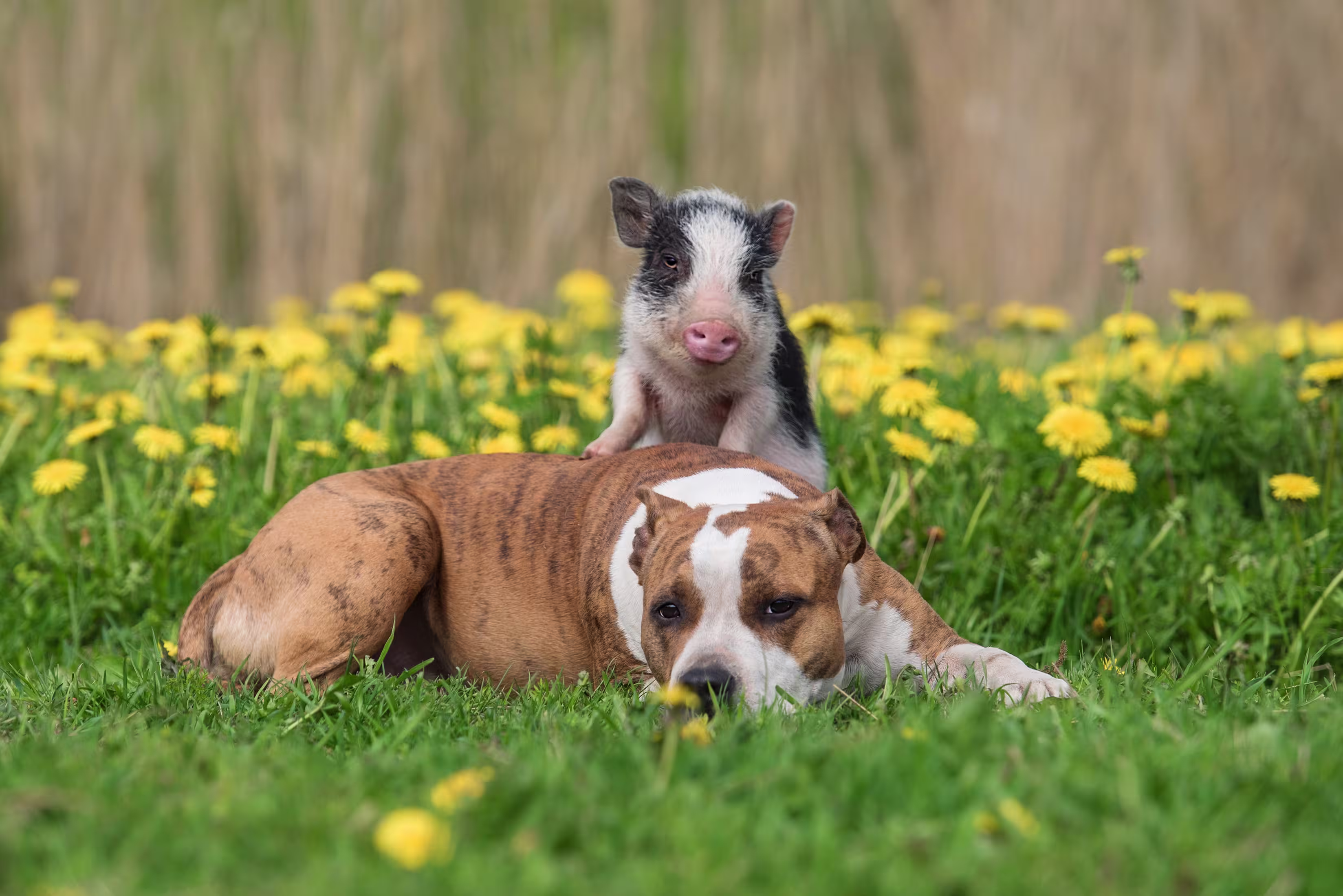 A dog and a pig sit together
