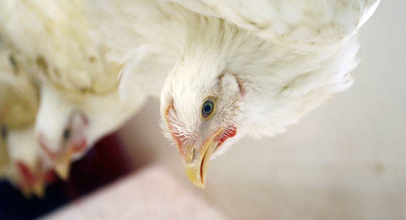 White chicken hanging upside down. Others are in the background.