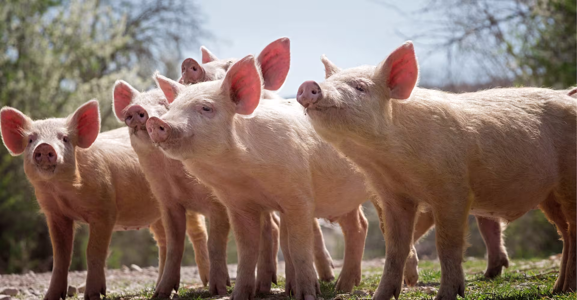 group-young-pigs-outside-looking-left
