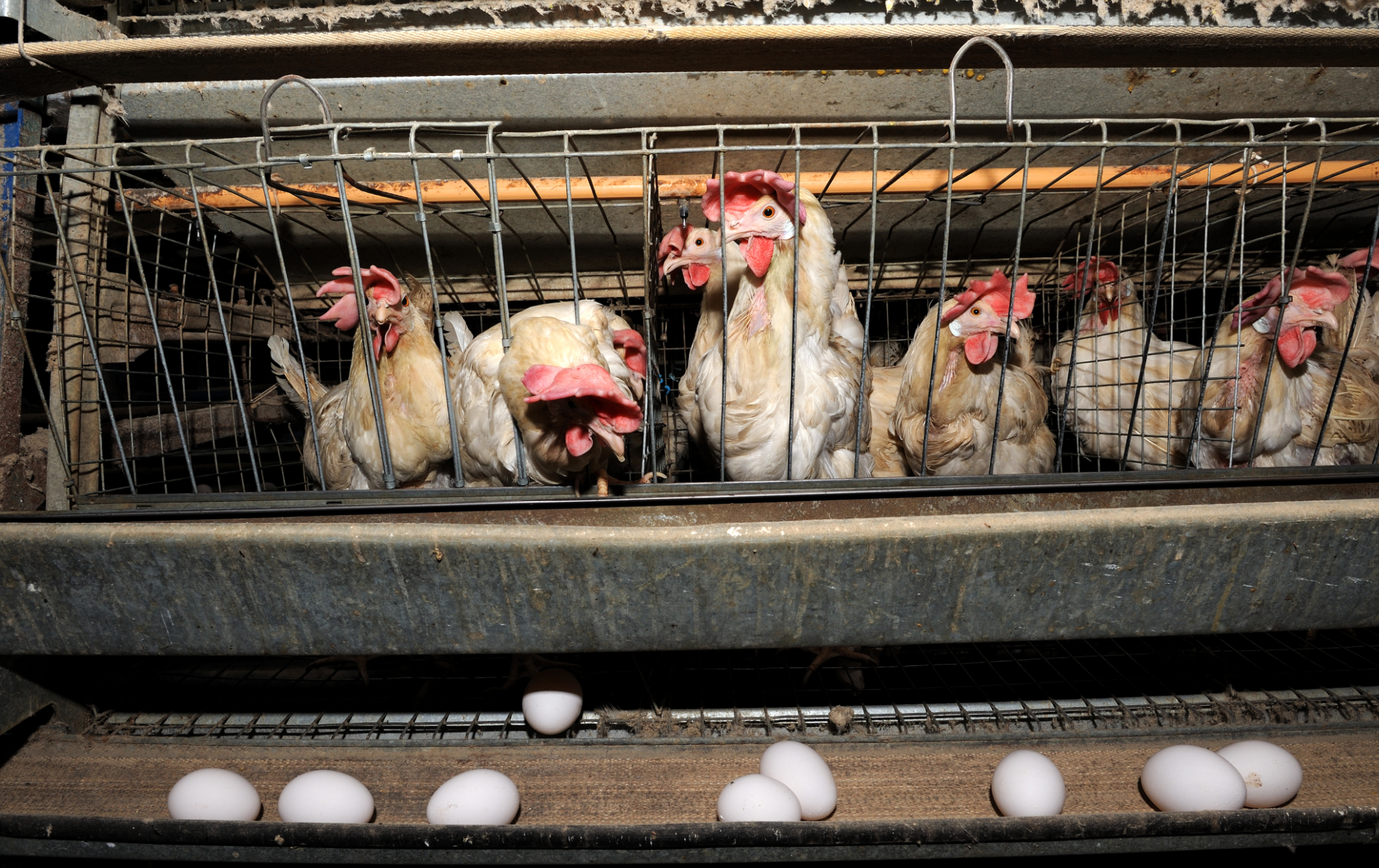 Cage-free vs. battery-cage eggs  The Humane Society of the United States