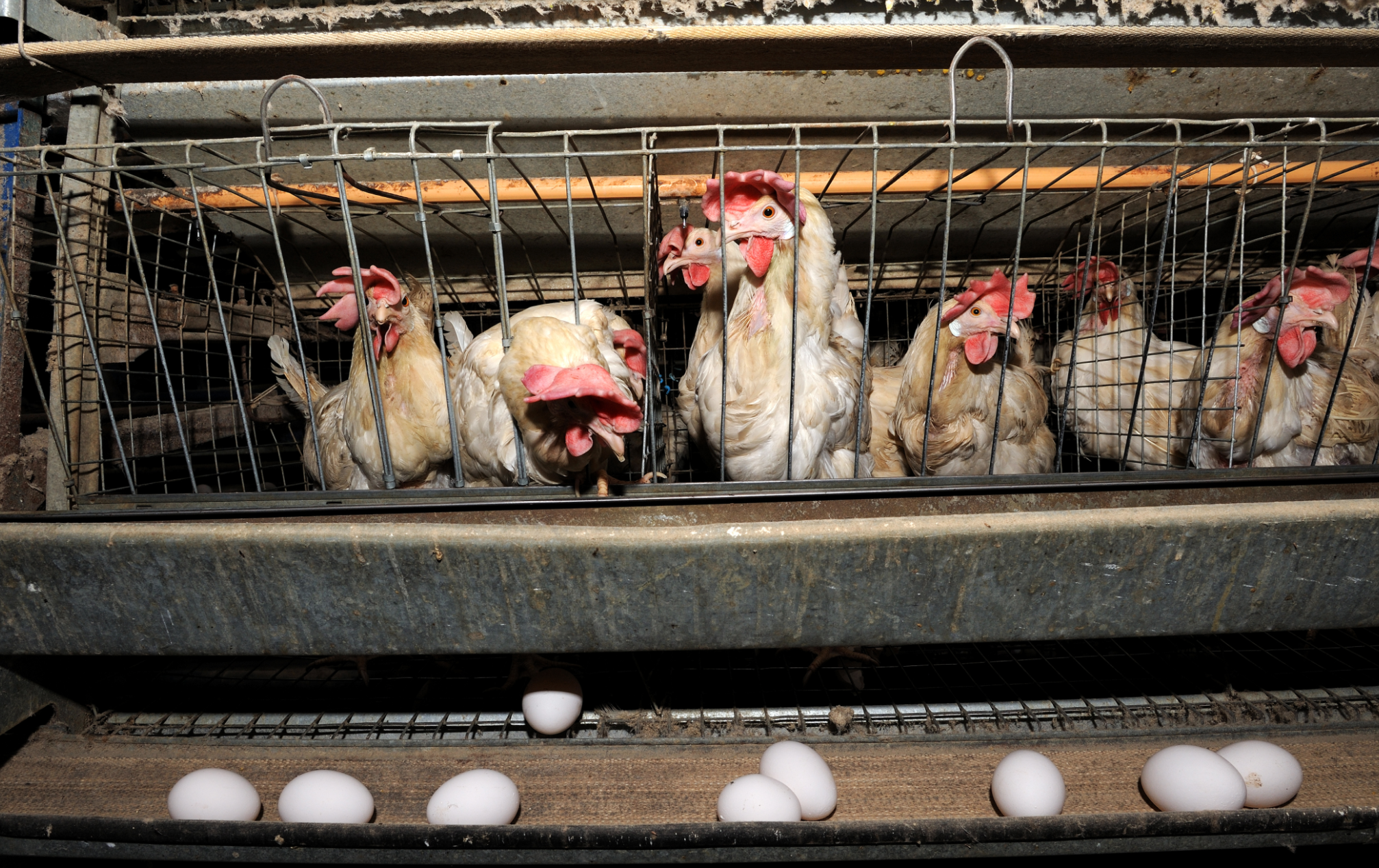 Cage-Free Versus Free-Range Eggs: Which Are the Most Sustainable?